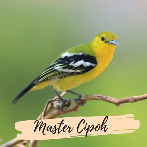 Suara Burung Cipoh Gacor Download on Windows