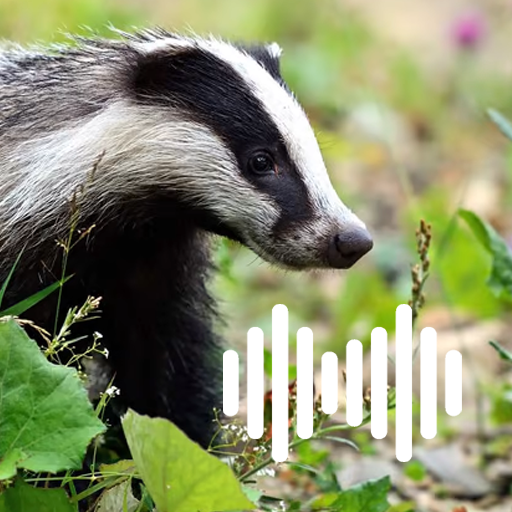 Badger Hunting Calls logo