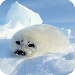 Cover Image of डाउनलोड Harb Seal Full HD Wallpaper  APK