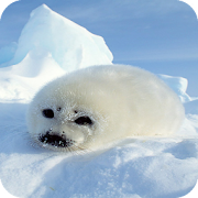 Harb Seal Full HD Wallpaper