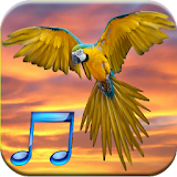 Bird Sounds Free icon