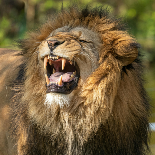 Lion Roar Sounds Effect - Apps on Google Play