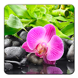 Orchid Wallpapers icon