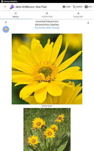 Screenshot of Idaho Wildflowers