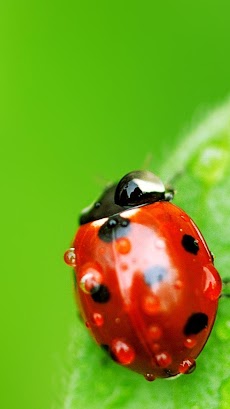 Ladybug Live Wallpaperのおすすめ画像4