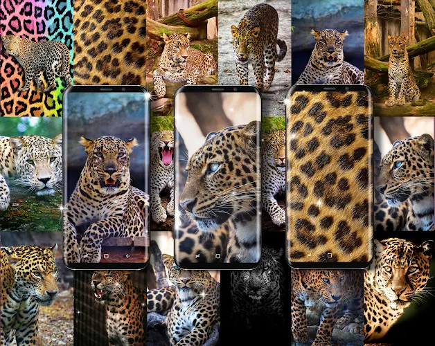 Cheetah leopard live wallpaper - Latest version for Android - Download APK