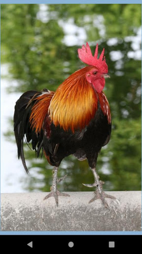 Android application Rooster Photo wall screenshort