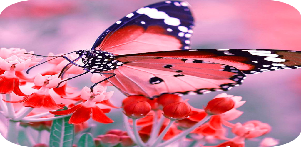 Butterfly Wallpaper HD - Latest version for Android - Download APK