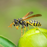Wasp Sounds -  Insects Buzzing Sound