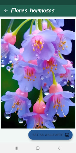 Android application Imágenes de flores hermosas screenshort