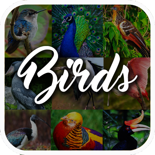 ir al trabajo Evaluable Bóveda Enciclopedia de Aves - Apps en Google Play
