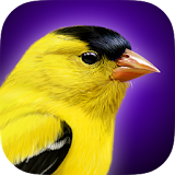 iBird Yard Plus Guide to Birds icon