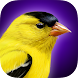 iBird Yard Plus Guide to Birds - Androidアプリ