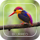 Automatic Blur Camera - DSLR Effect विंडोज़ पर डाउनलोड करें