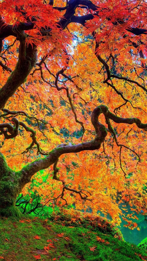 Wallpapers Japanese Landscapes Screen 3