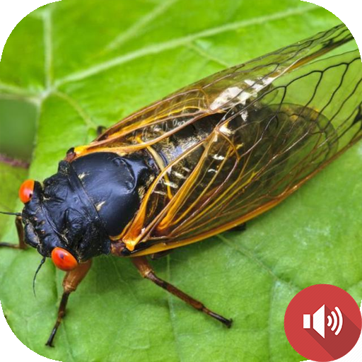 Cicada Sounds