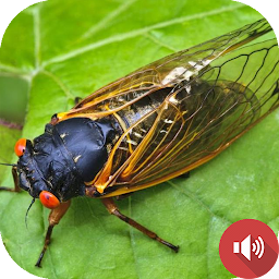 Icon image Cicada Sounds