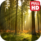 Natural Forest Sounds Ringtone. icon