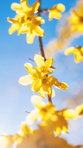 Forsythia Wallpaper Screen 3