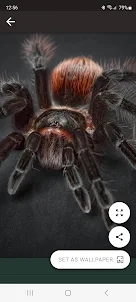 Spider HD Wallpapers