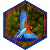 Paradise Bird Picture HD icon