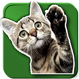 WAStickerApps Cats icon