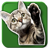 WAStickerApps Cats