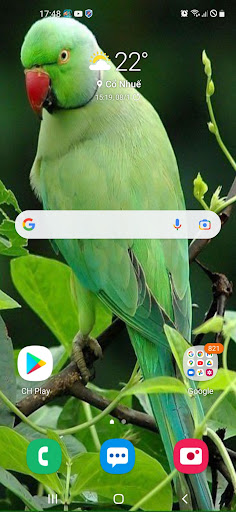 Android application Parrot Wallpaper 2023 screenshort