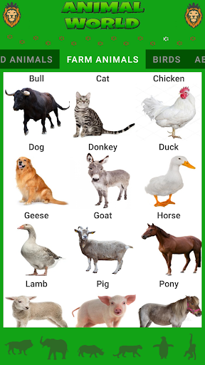 Animal World Screen 3