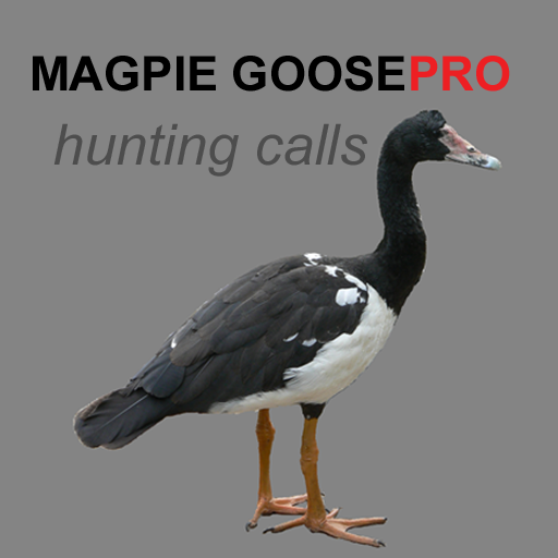 Magpie Goose Calls UK