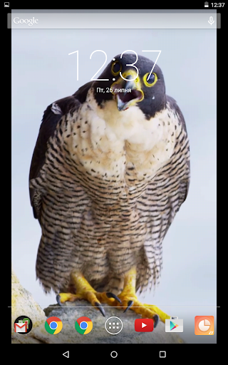 Wild Eagle Live Wallpaper