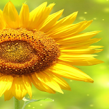 Glitter Sunflowers LWP icon