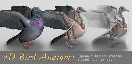 3D Bird Anatomy - Apps on Google Play