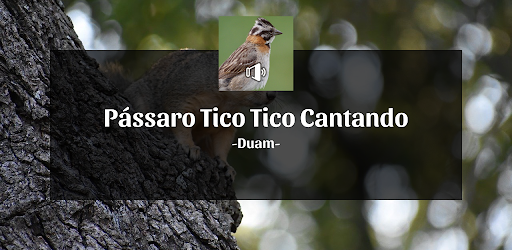 Pássaro Tico Tico Cantando