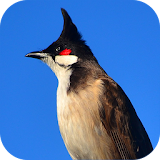 Red-whiskered bulbul icon
