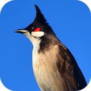 Top 15 Lifestyle Apps Like Red-whiskered bulbul - Best Alternatives