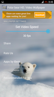Polar bear HD. Video Wallpaper