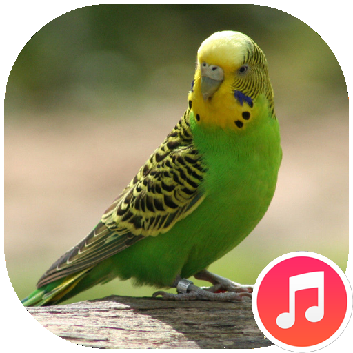 Parakeet Sounds Download on Windows