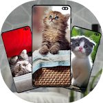 Cover Image of Télécharger Kitten Wallpapers 1.0 APK