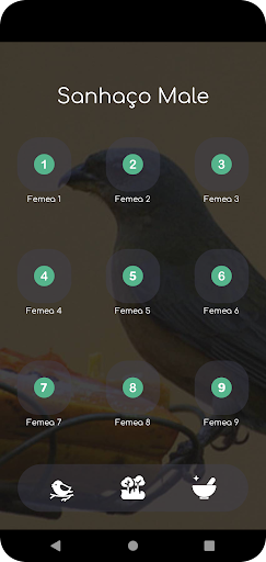 Fêmea de Sanhaço Chamando