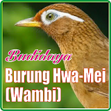 Budidaya Wambi icon