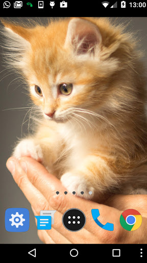 small cat wallpaper Screen 2