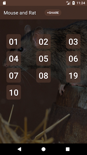 Android application Mouse and Rat Sounds screenshort