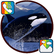Killer whale - RINGTONES and WALLPAPERS