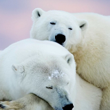polar bear wallpaper icon
