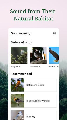 Sound of Bird: Natural Habitat Screen 2