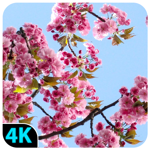 Spring Flower Nature Wallpaper logo