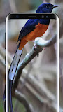 Bird Wallpapers Live HD