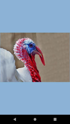 Turkey Photos wallpaper Screen 3