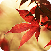 Top 40 Personalization Apps Like Autumn Maple Live Wallpaper - Best Alternatives